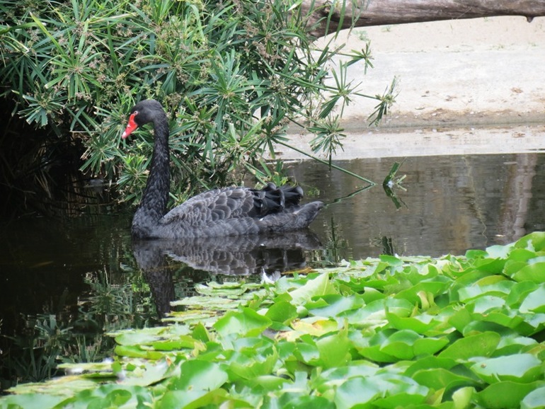 Loro Parque Tenerife (Лоро-парк Тенерифе)