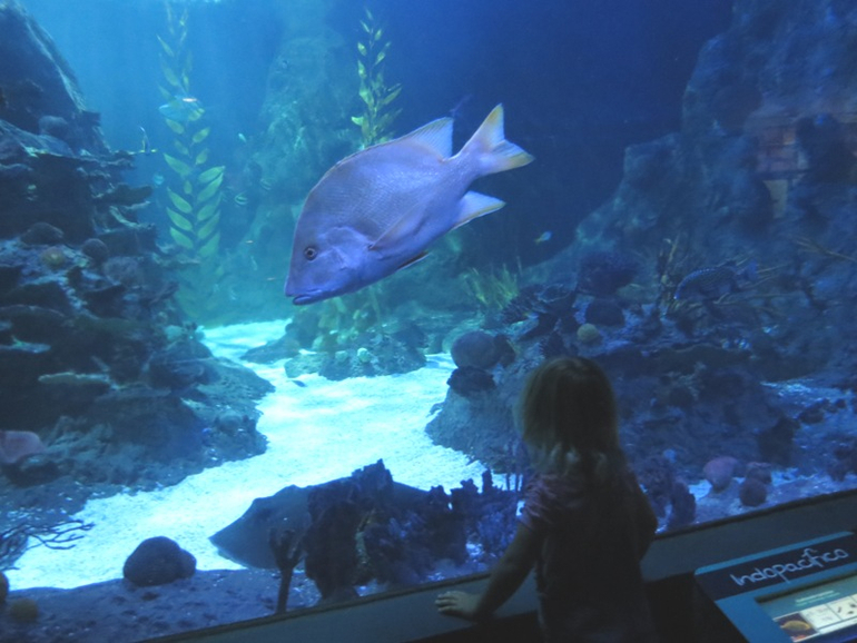 Loro Parque Tenerife (Лоро-парк Тенерифе)