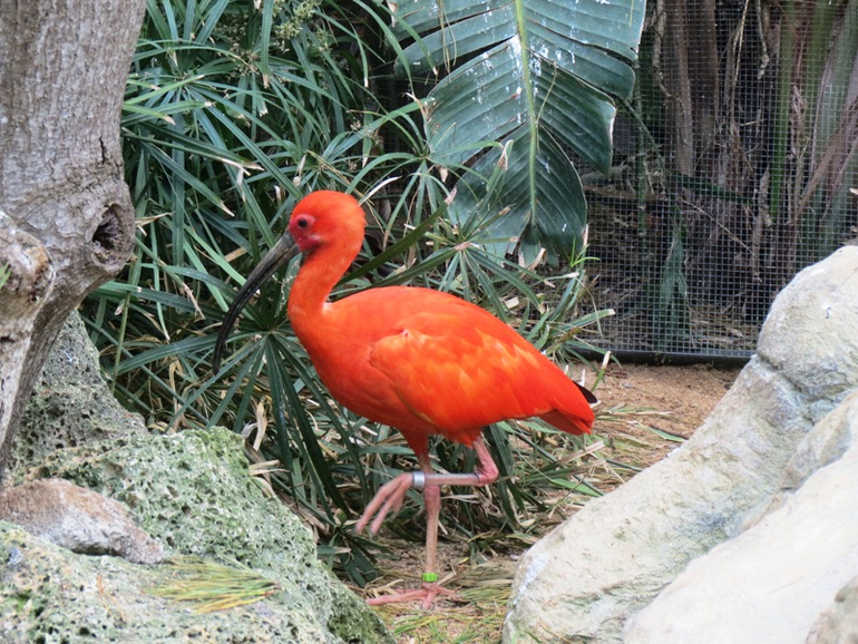 Loro Parque Tenerife (Лоро-парк Тенерифе)