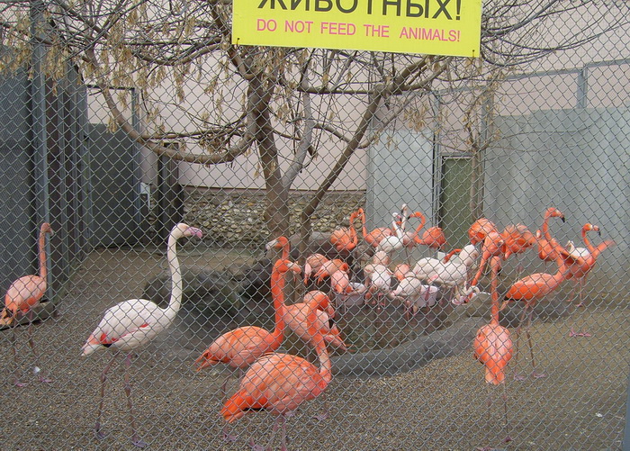 Как мы побывали в зоопарке