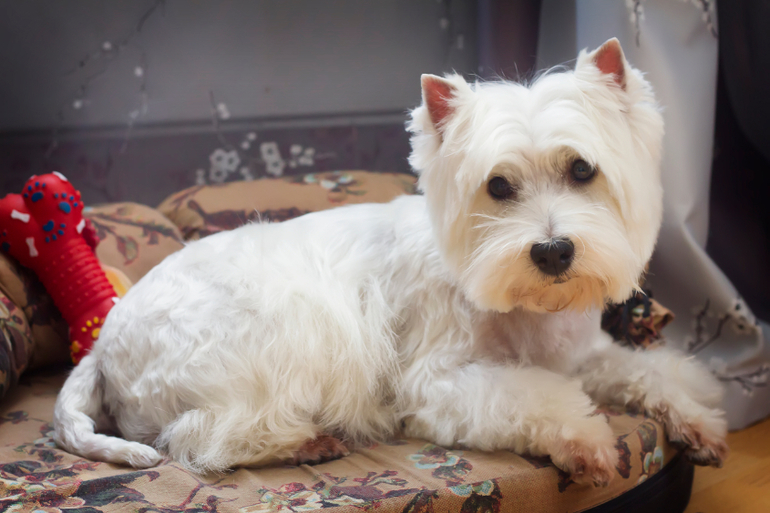 Красота моя)