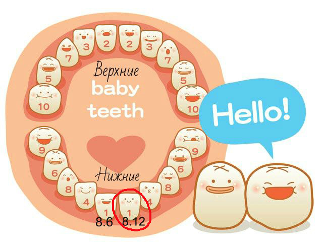 Второй зубик (8.12)