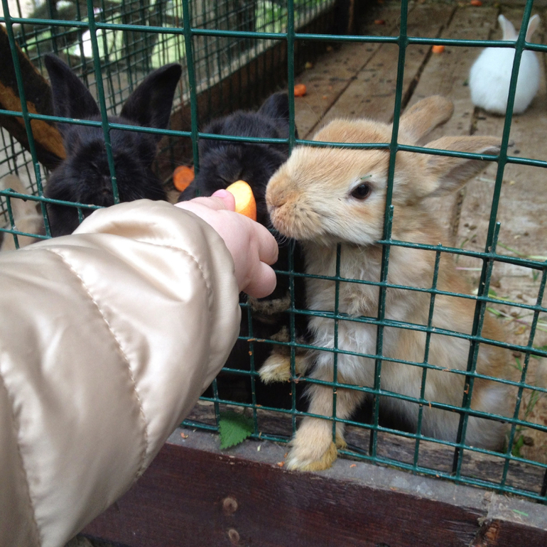 3 мая. Мини зоопарк Золотые ключи