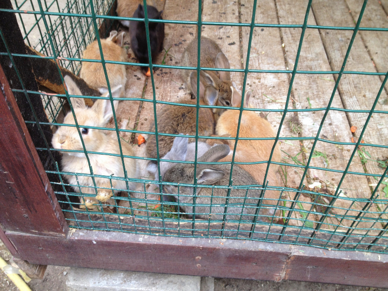 3 мая. Мини зоопарк Золотые ключи