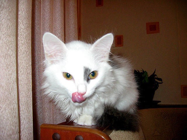 пост для любителей кошек