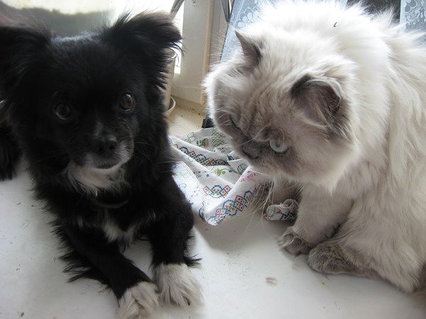 угадай породу собачки