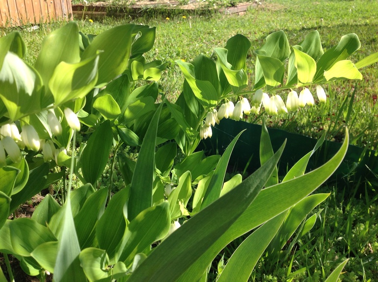 Еще мои цветочки...