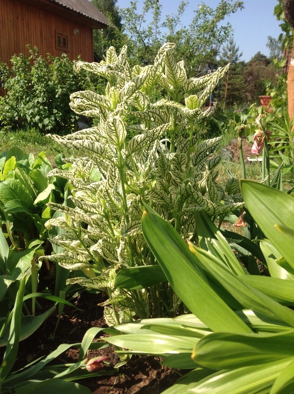 Еще мои цветочки...