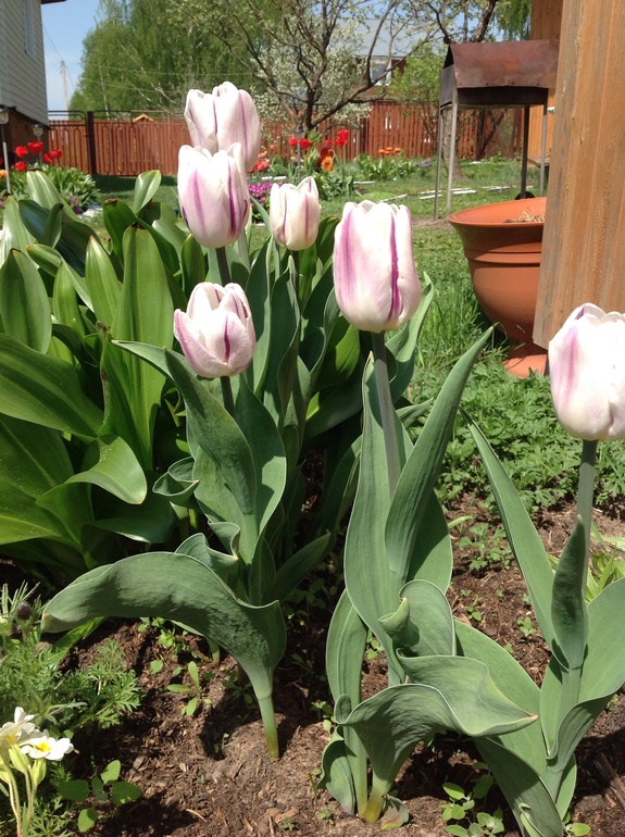 Хвалюсь тем, что выросло...