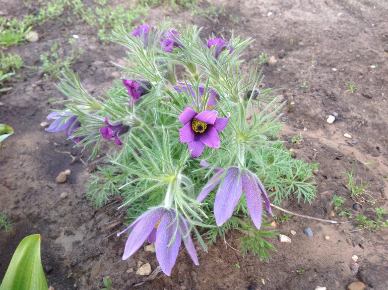 Хвалюсь тем, что выросло...