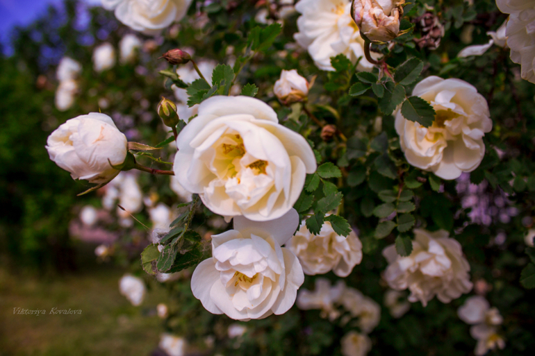 Чуть-чуть макро