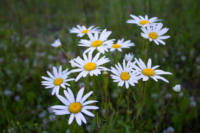 Контрольное задание № 7. Корректируем фотографию при помощи кривых