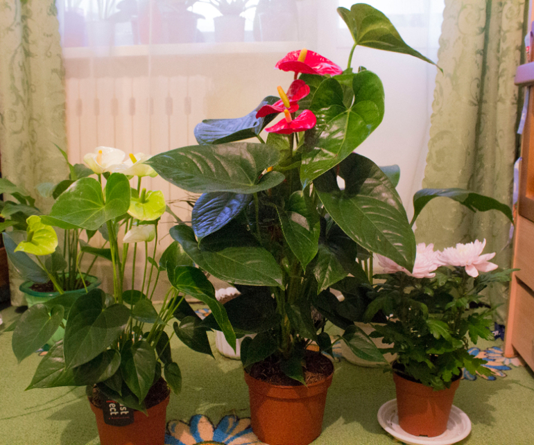 Большоооой цветопост!!!