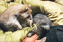 d55faee83facb11d6d7e2588305eeef3.gif