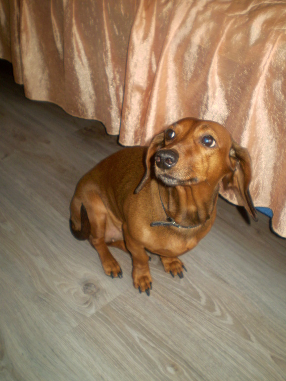 ТН Домашние животные Собака