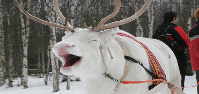 В гости к Санта Клаусу! Финляндия. Романиеми.