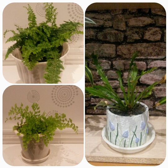 Мои цвяточки вкратце