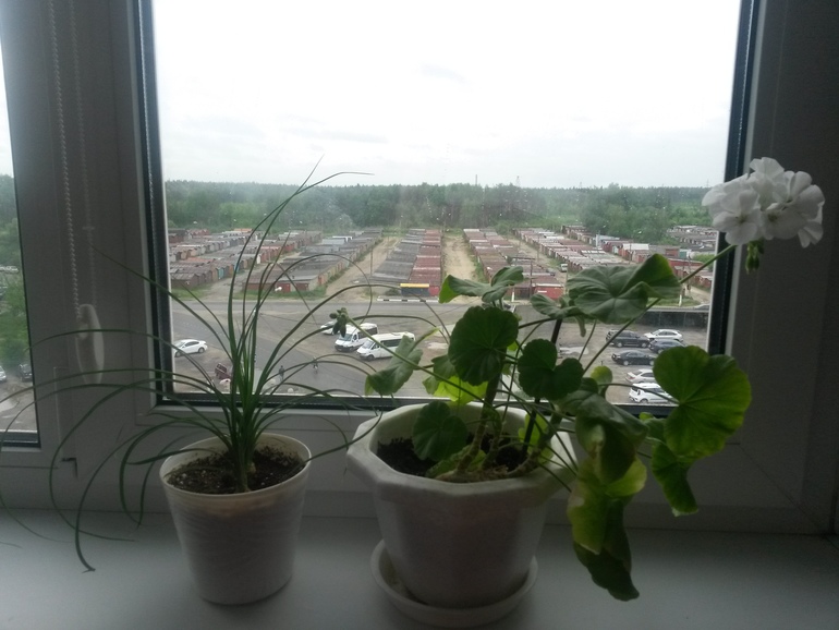 Отчеты по посевам