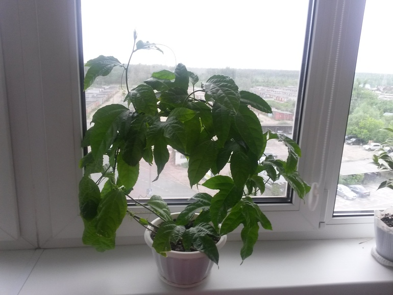 Отчеты по посевам