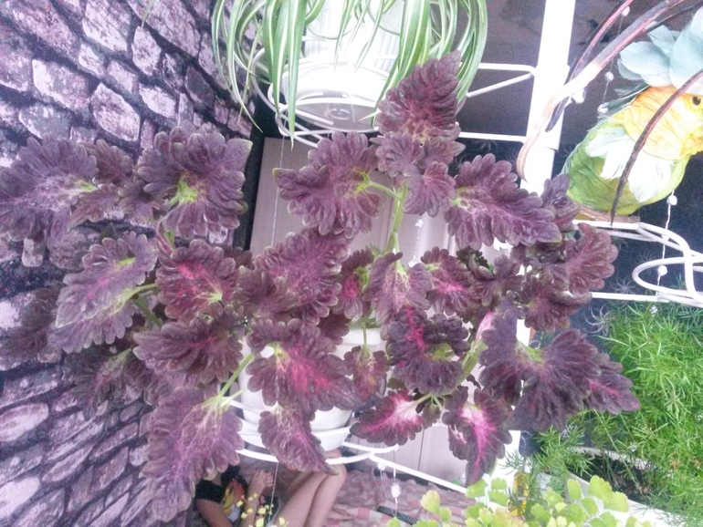 Отчеты по посевам