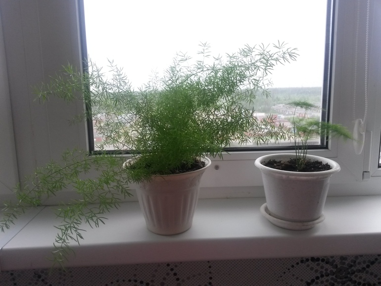 Отчеты по посевам