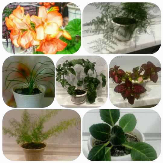 Мои цвяточки вкратце