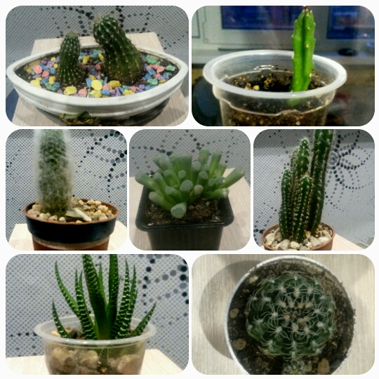 Мои цвяточки вкратце