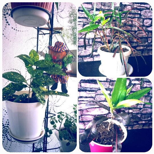 Мои цвяточки вкратце