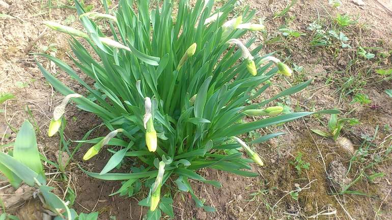 Продаю кустики Нарциссов и Люпинов) Многолетники