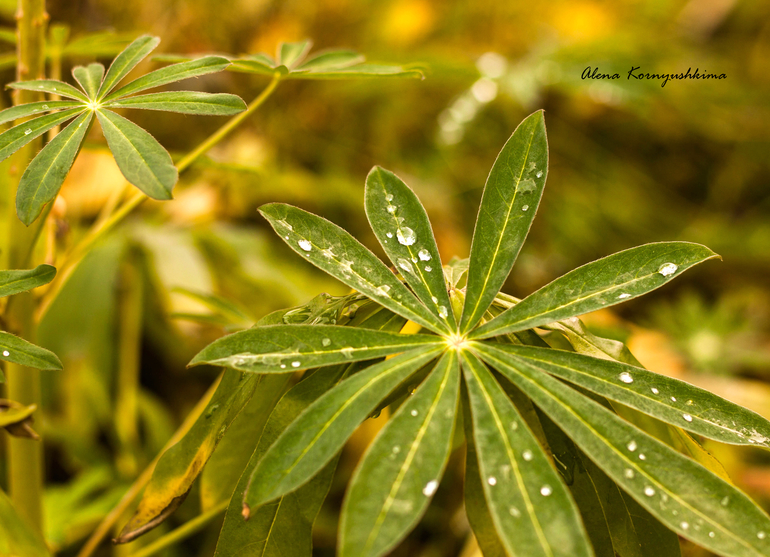 Последние осенние листочки..