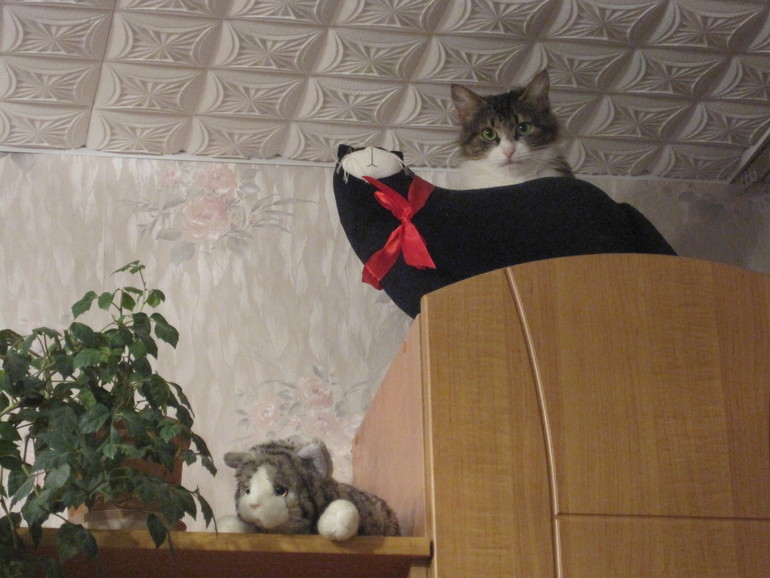 Кнопочка учит котиков жизни