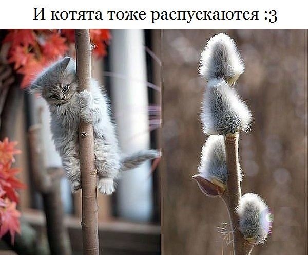Март - коты прилетели