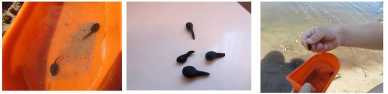 ТЗ История жизни одной лягушки