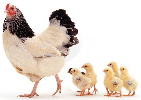 Отчеты День 4 ФМ Птичий Двор