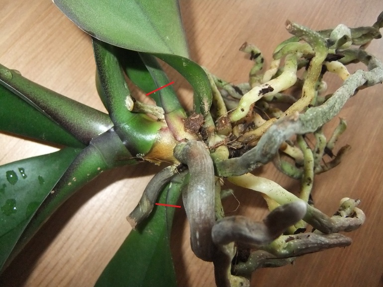 Орхидейка теряет листья(