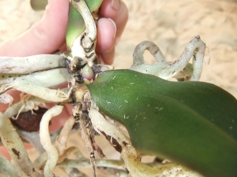 Орхидейка теряет листья(