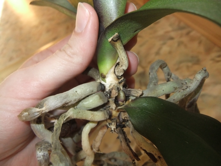 Орхидейка теряет листья(