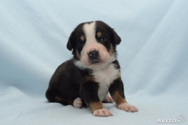 Щенки Большого Швейцарского Зенненхунда