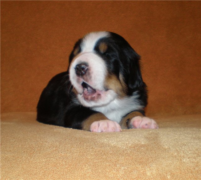 А у на скоро прибавление)))