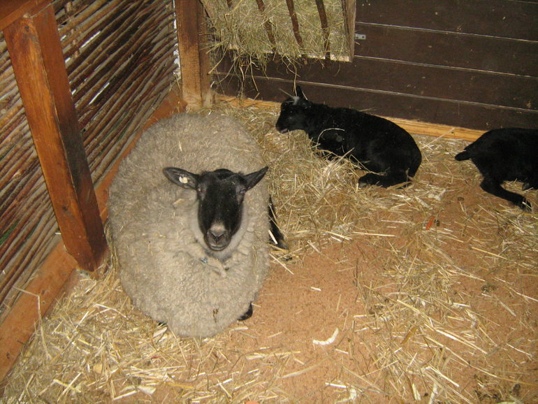 Контактный зоопарк на ВДНХ