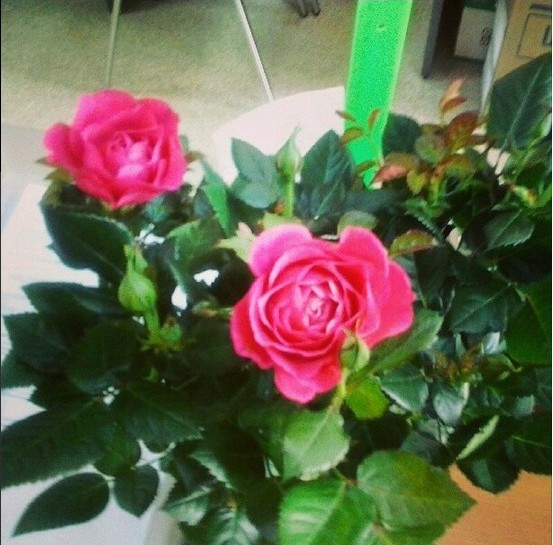 Пять плюсов. Март, 4