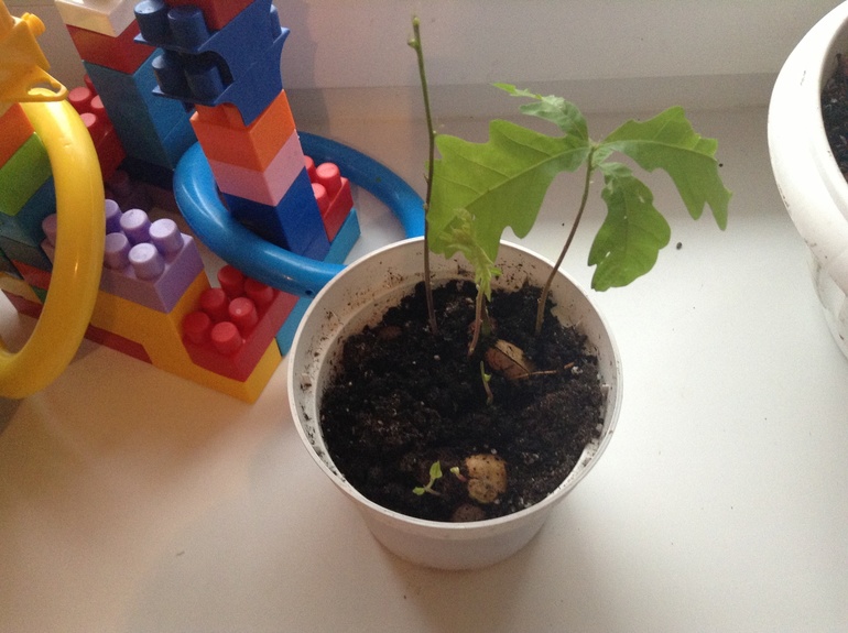 Алискины труды)))