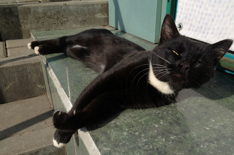 Раз уж кошачий день...