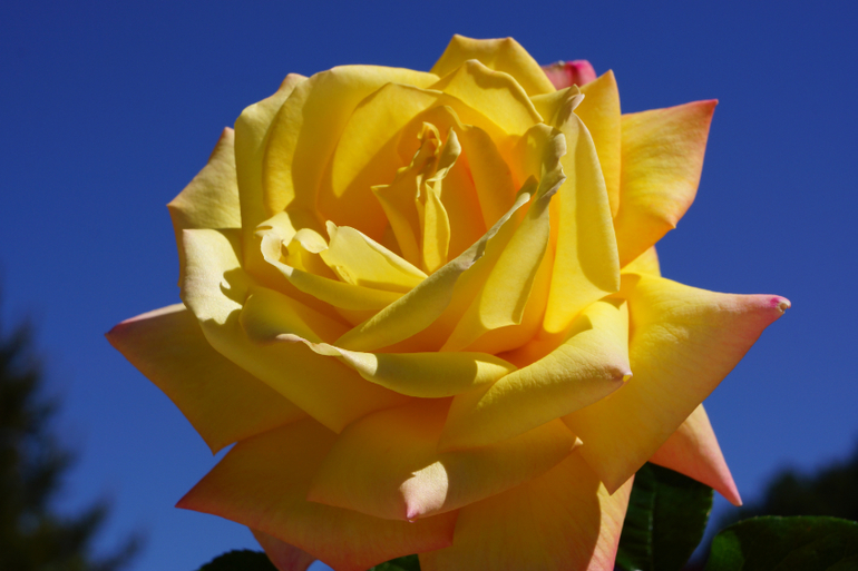 Время роз...