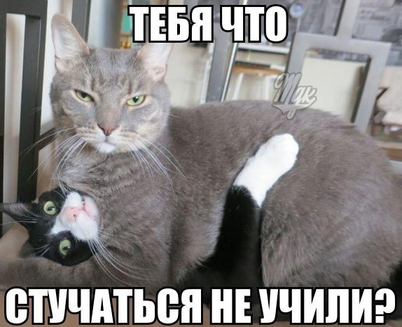 Котики))