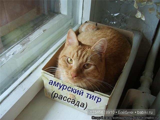 Котики))