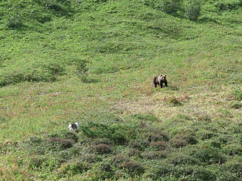 Камчатка - любовь моя. Осторожно, куча фото)