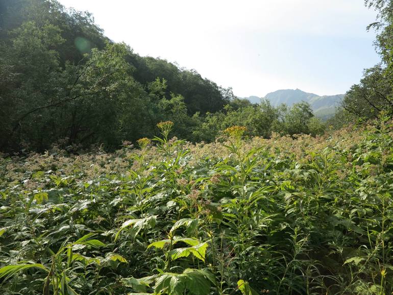 Камчатка - любовь моя. Осторожно, куча фото)