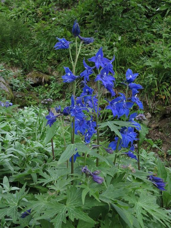 Камчатка - любовь моя. Осторожно, куча фото)