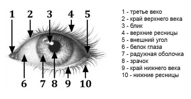 Как поэтапно нарисовать портрет карандашом